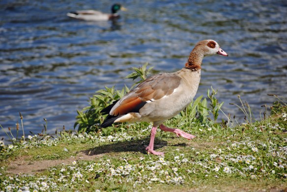 The Ugly Duckling! The Ugly Duckling!