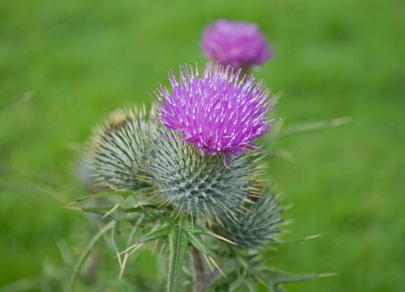 Thistle Thistle