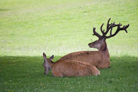Red Deer 'a chillin' Red Deer 'a chillin'