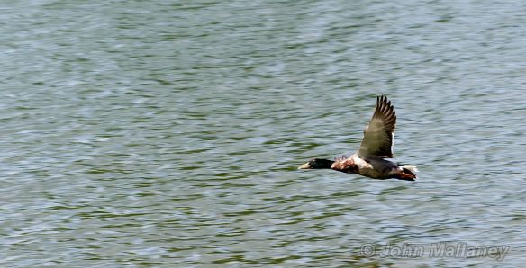 Mallard Duck Mallard Duck