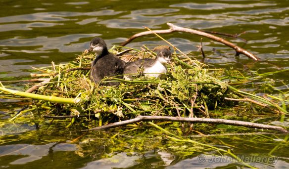 Coot and Chicks