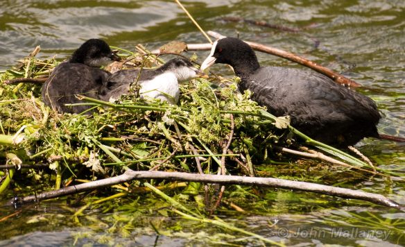 Coot and Chicks