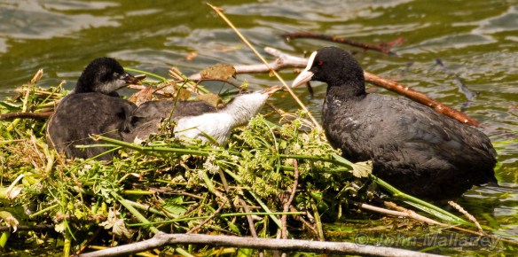 Coot with Chicks