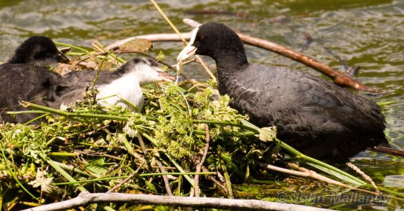 Coot and Chicks