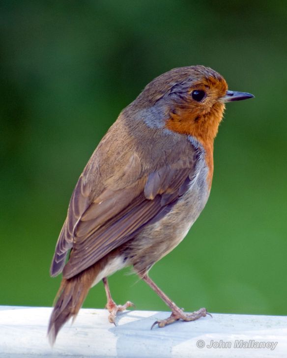 Another Robin Another Robin