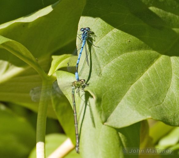 Damselflies Mating