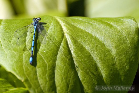 Damselfly Damselfly