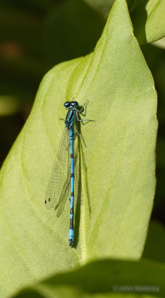 Damselfly