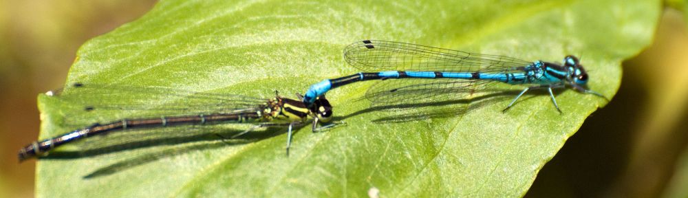 Damselflies Mating