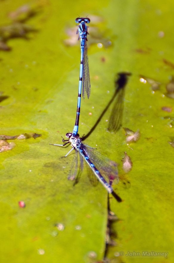 Damselflies Mating