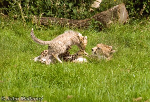 Cheetah and Cub