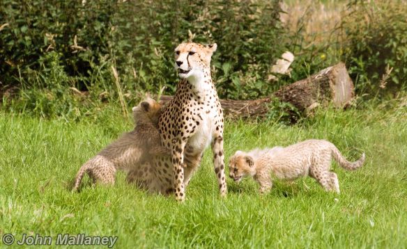 Cheetah and Cubs