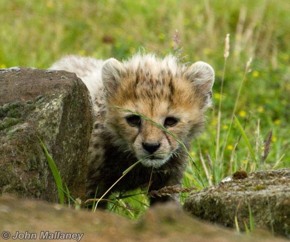 Cheetah Cub