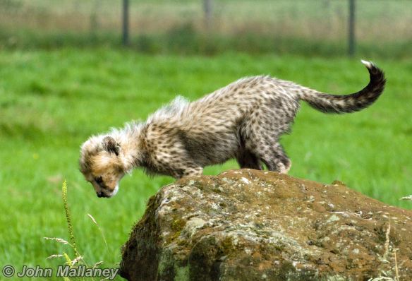 Cheetah Cub