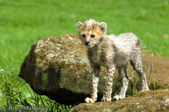 Cheetah Cub