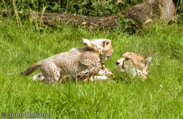 Cheetah and Cub