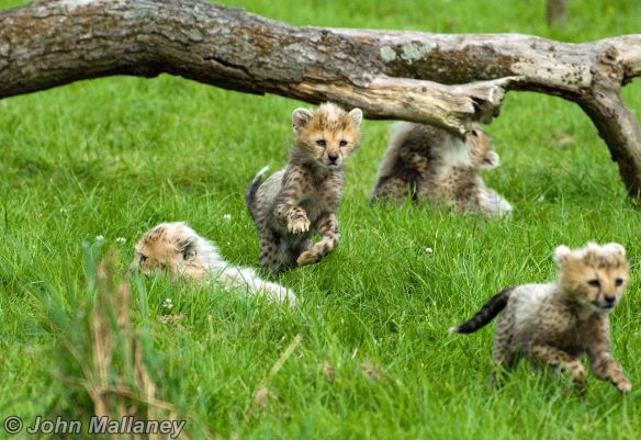 Cheetah Cubs