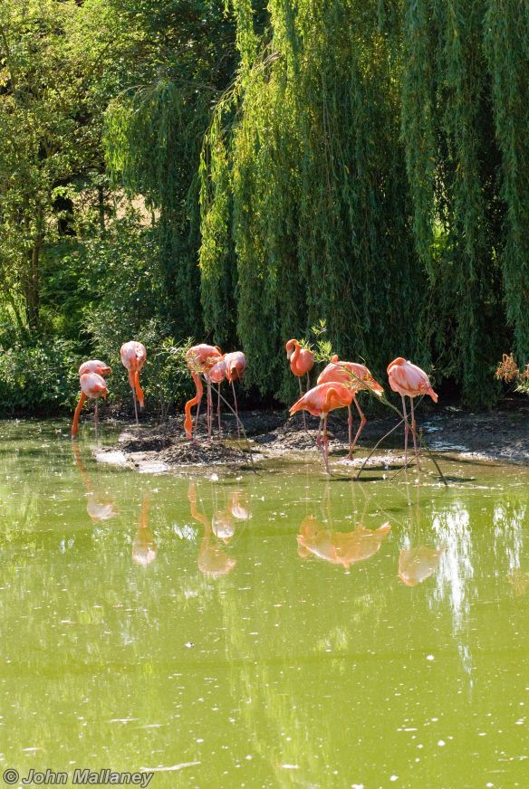 Flamingoes