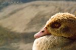 Egyptian goose