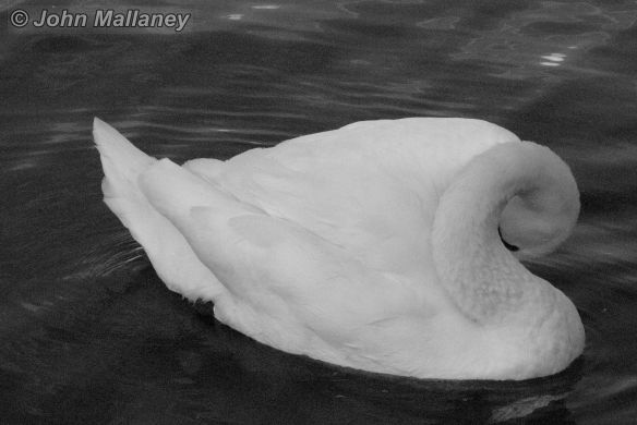 A Mute swan in black and white