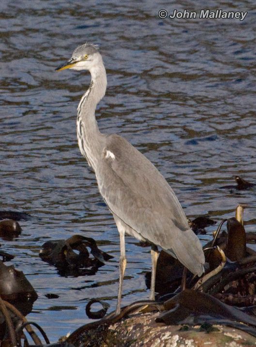 Grey Heron