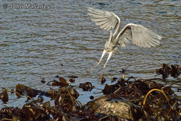 Grey Heron - up, up and away