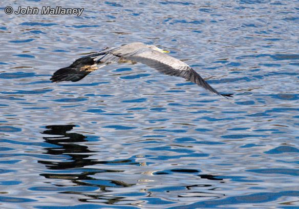 Grey Heron in flight