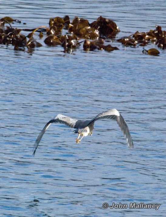Grey Heron in flight