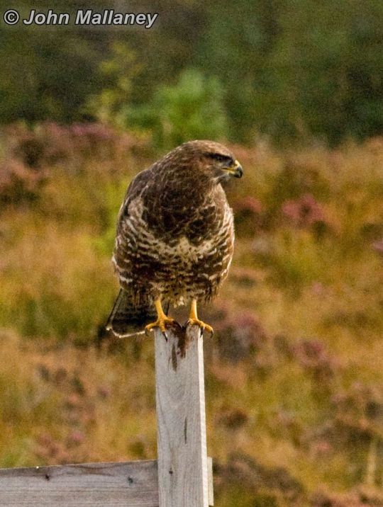 Common Buzzard