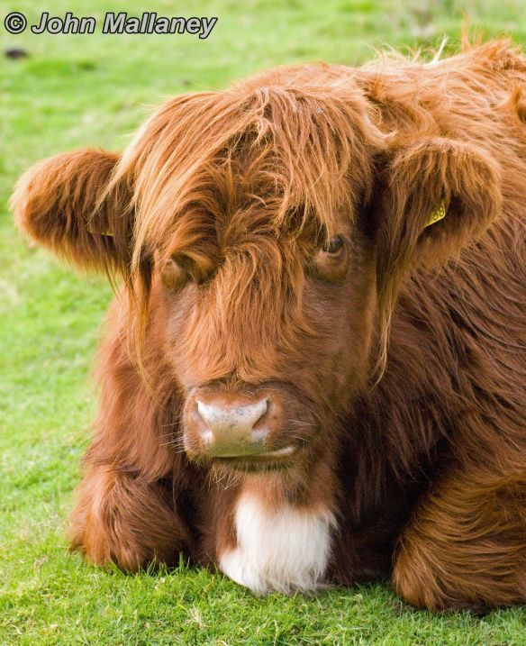 A Highland COO