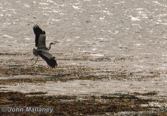Grey Heron