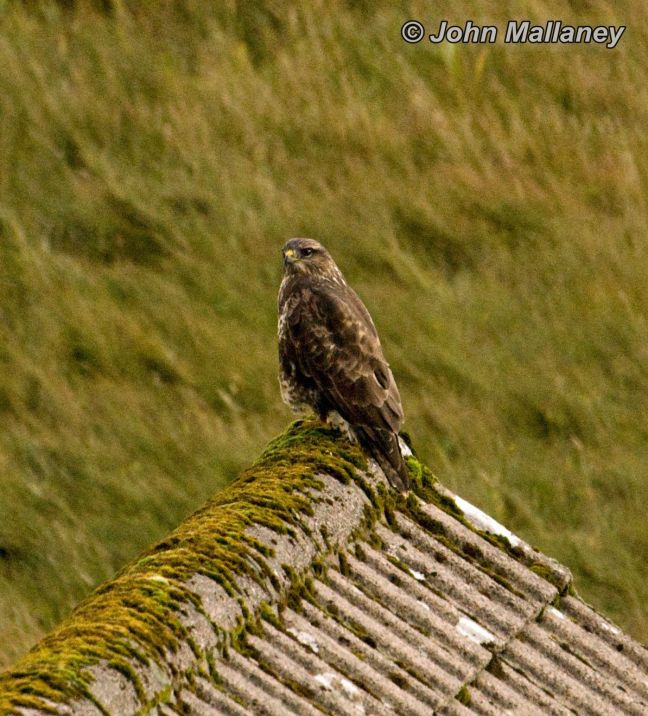 Common Buzzard