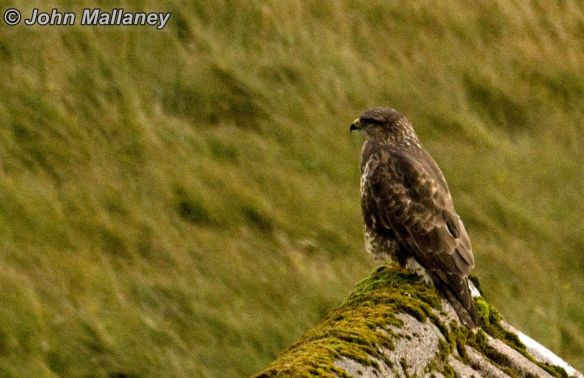 Common Buzzard