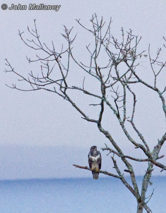 A common Buzzard from afar - outside the Ardvasar hotel