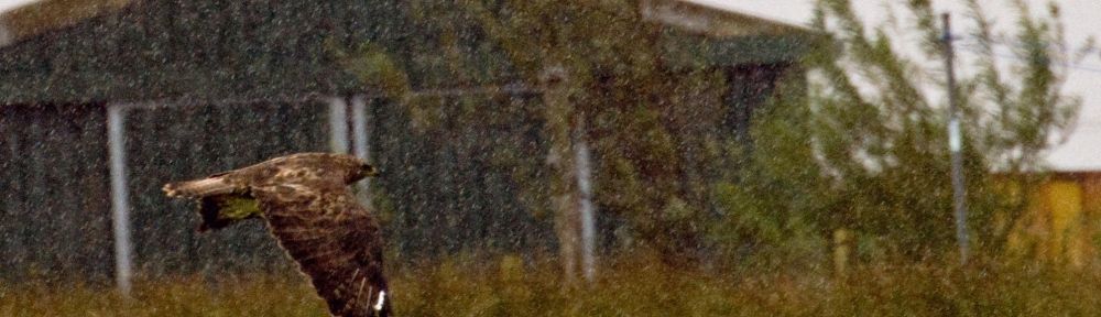A common Buzzard through the rain