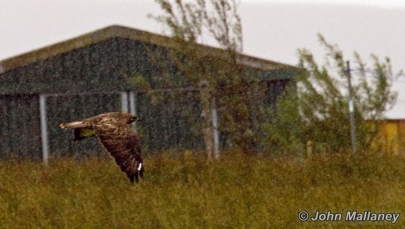 A common Buzzard through the rain