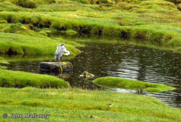 A grey Heron preening