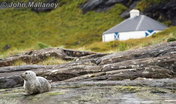 Seals of Loch Coruisk