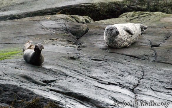 Seals of Loch Coruisk