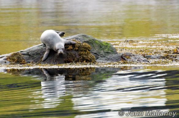 Seals of Loch Coruisk