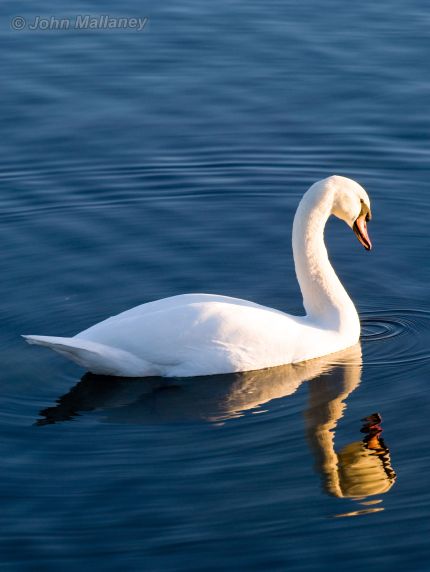 Swan Swan