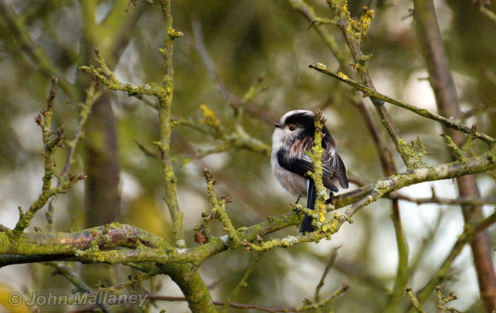 Long Tailed Tit Long Tailed Tit