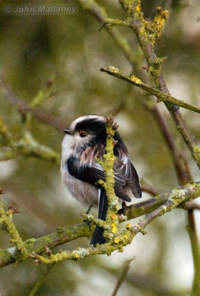 Long Tailed Tit
