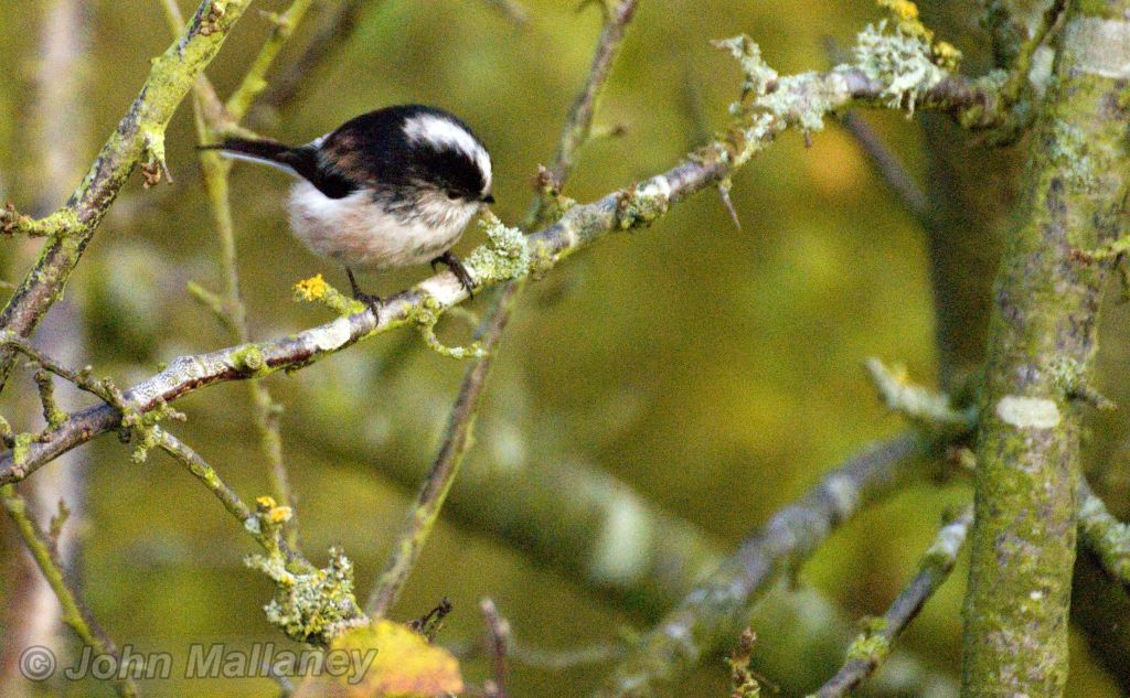 Long Tailed Tit
