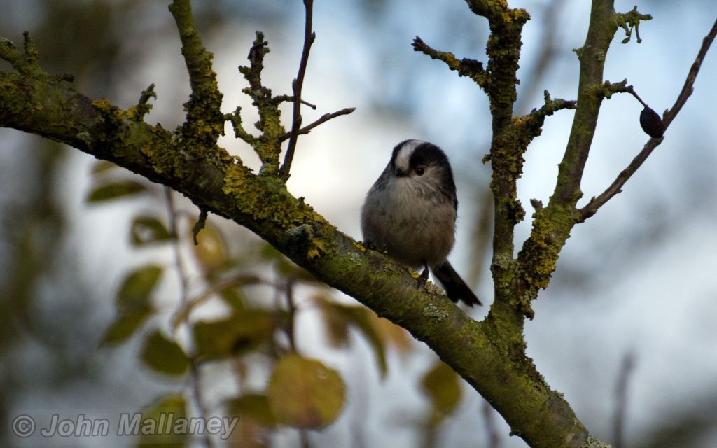 Long Tailed Tit Long Tailed Tit