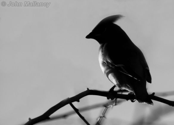Waxwing 