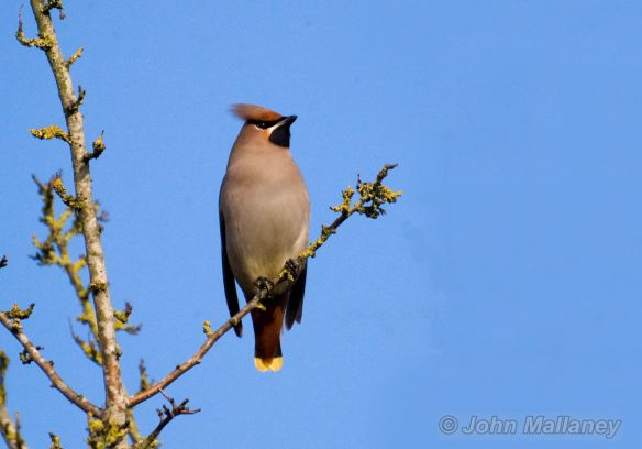 Waxwing