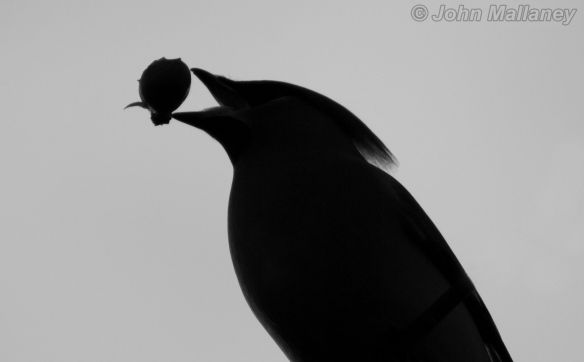 Waxwing silhouette