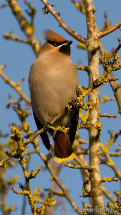 Waxwing 