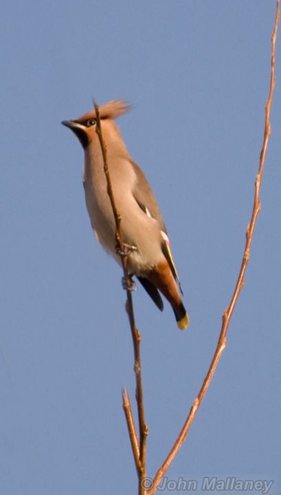 Waxwing 